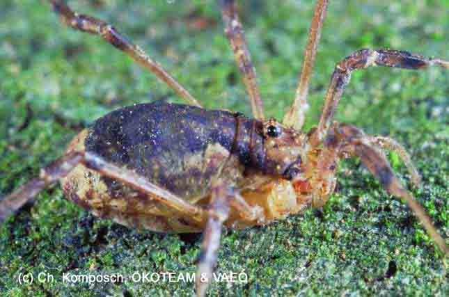 Opiliones da Europa centrale